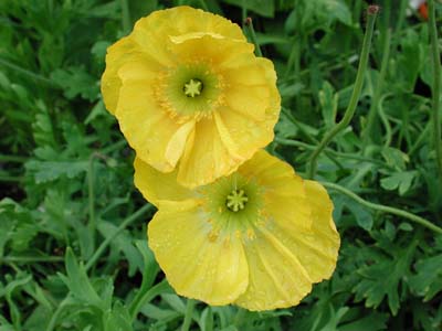 DSCN1344yellowpoppies2